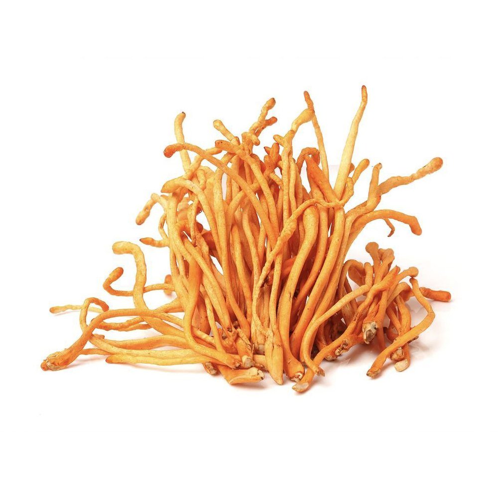 cordyceps militaris extract (1)