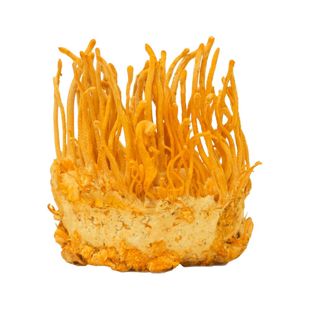 cordyceps militaris extract (2)