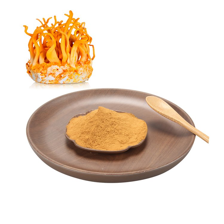 cordyceps militaris extract (3)