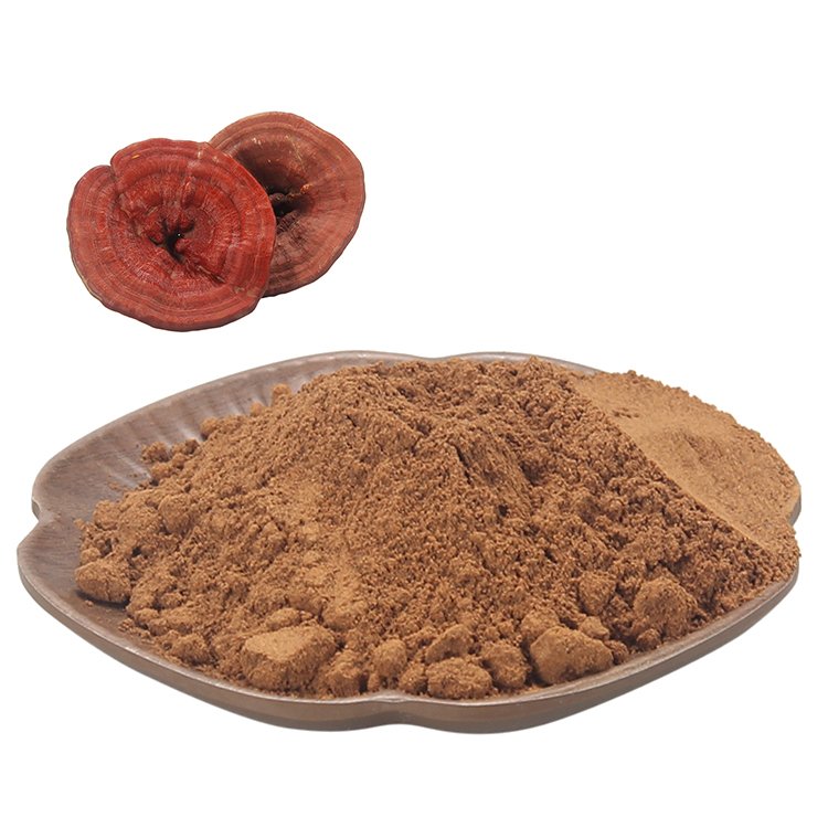 reishi mushroom 1 (1)