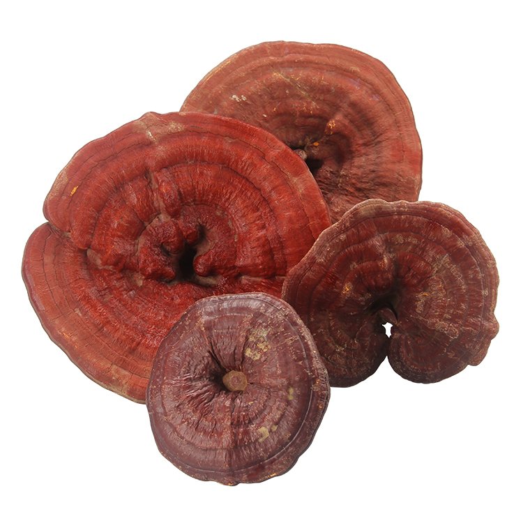 reishi mushroom extract powder