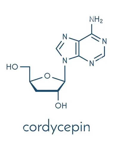 Cordyceps powder macro
