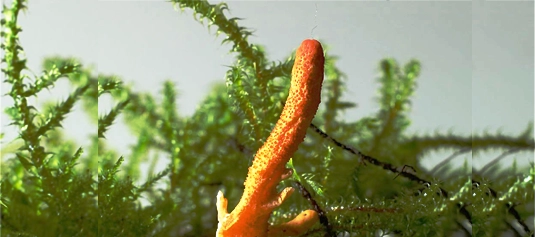 Indoor organic militaris