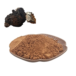 Wild Chaga on Birch Tree