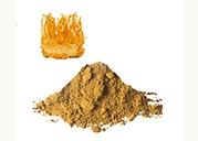 Cordyceps militaris fruiting bodies