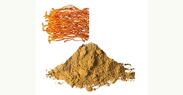 Cordyceps powder top view