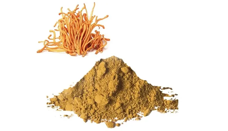 Cordyceps Extract