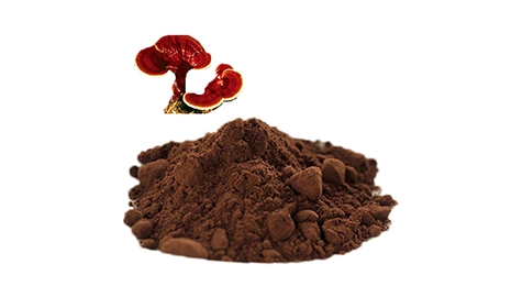 ganoderma lucidum fruiting body