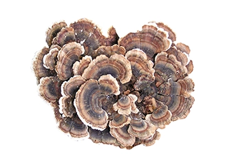 organic turkey tail extract certified GMP kosher