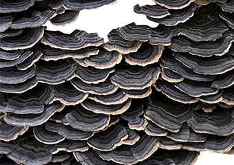 turkey tail fruiting body vs mycelium comparison