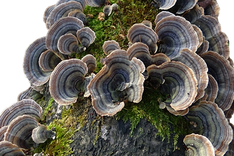 turkey tail mushroom origin China Zhejiang Fujian organic farm