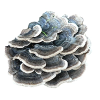 Raw Material process icon image turkey tail