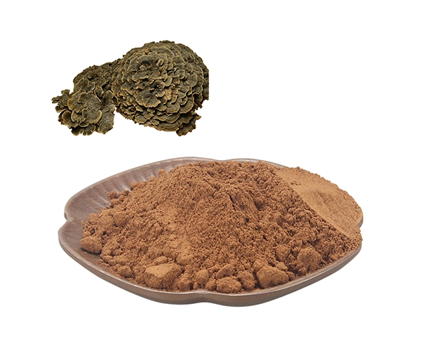 trametes versicolor turkey tail mushroom fruiting body