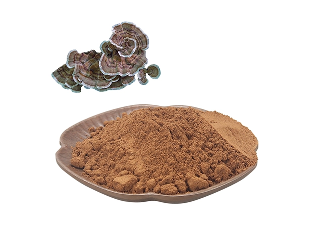 turkey tail mushroom raw material trametes versicolor