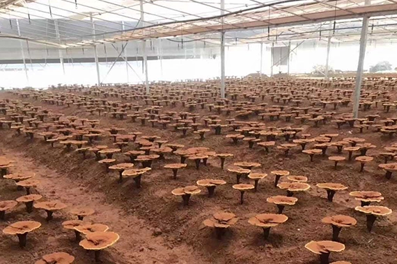 reishi mushroom origin China Zhejiang Fujian