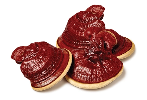 fruiting body vs mycelium reishi comparison