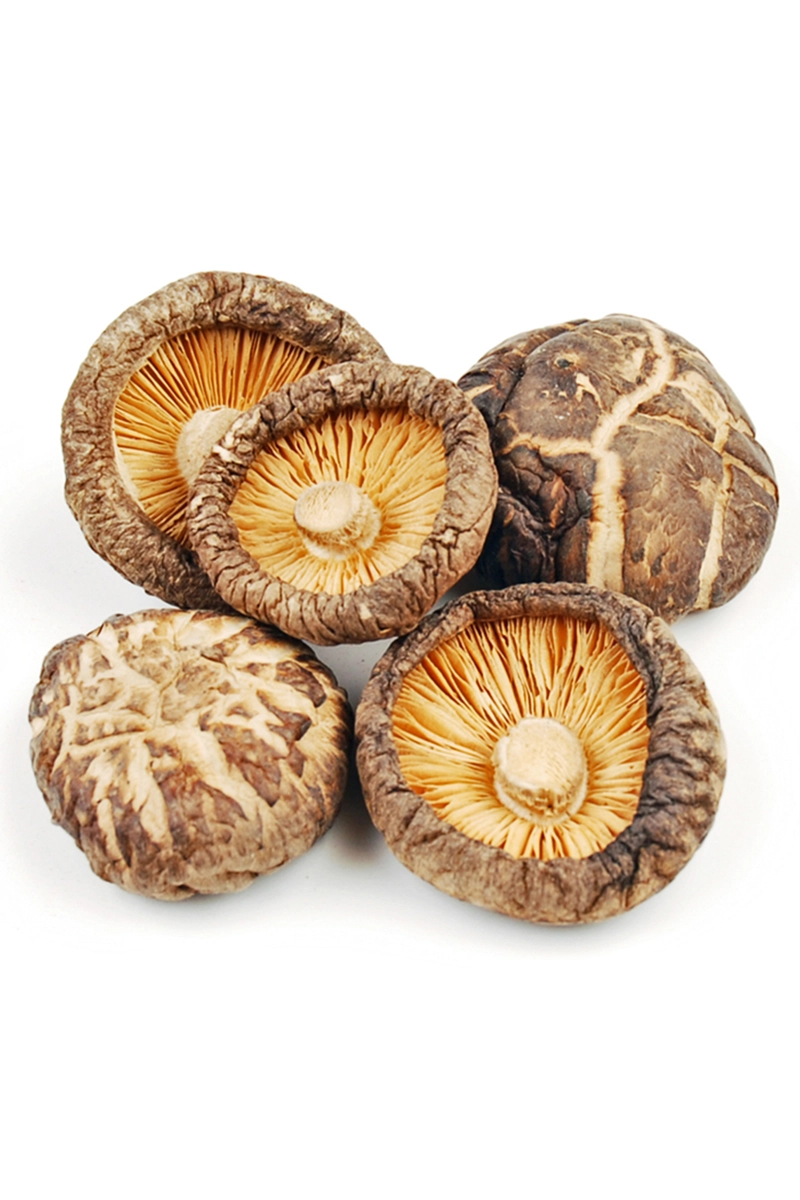 Shiitake Cultivation