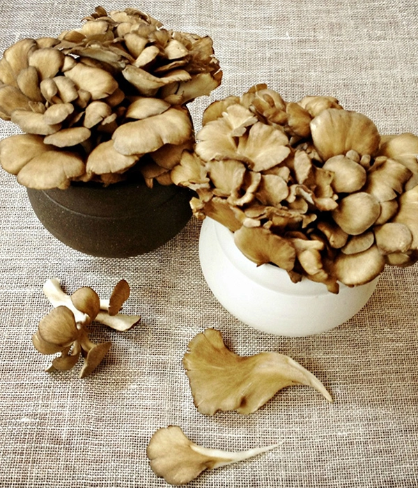 Wild Maitake in Forest