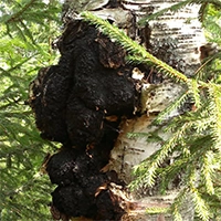 Origin & Traceability