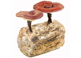 organic reishi extract certified GMP ISO