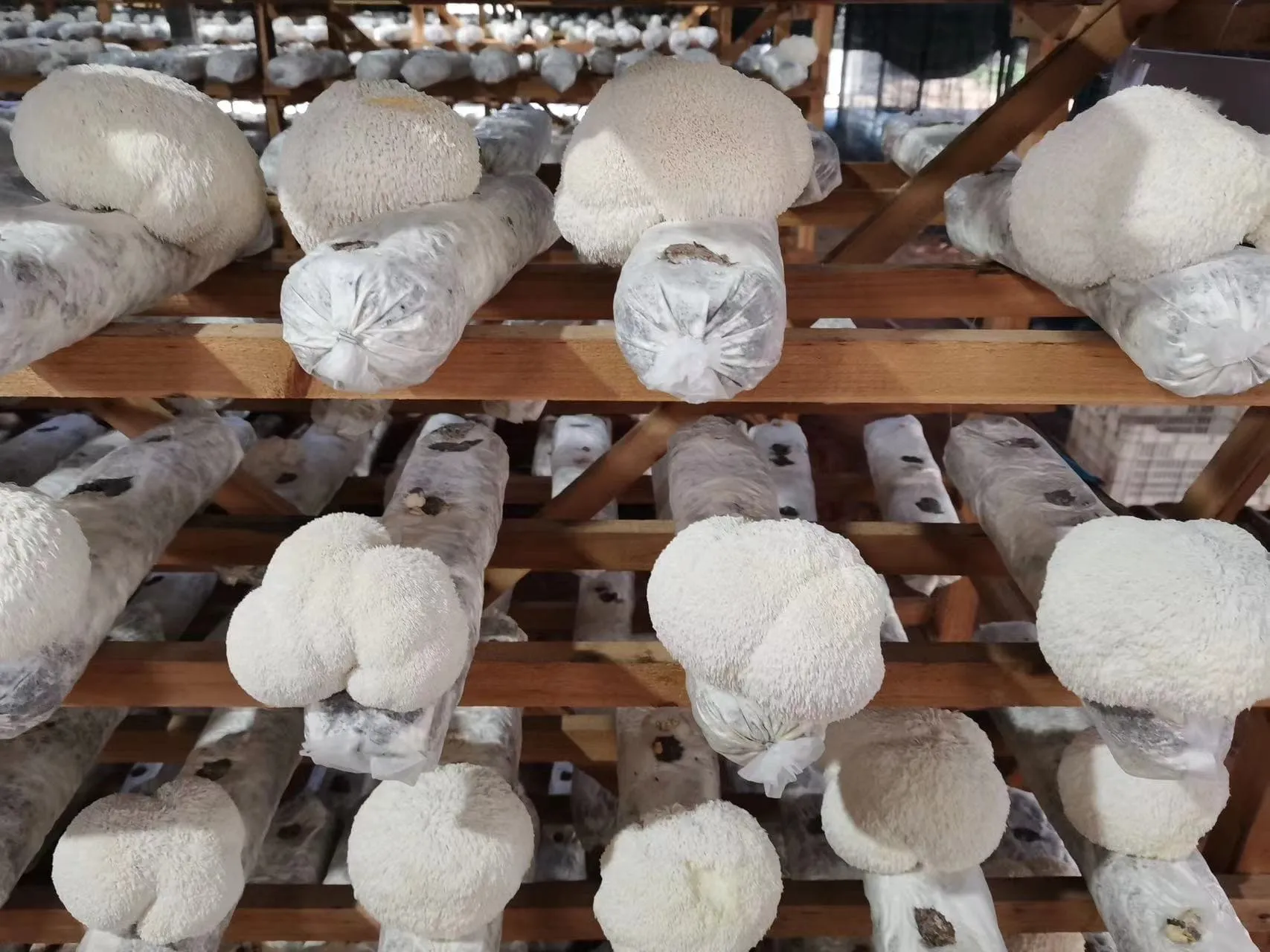 100% Fruiting Body Harvest