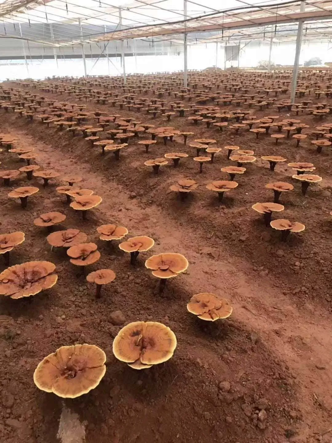 Premium Bulk Mushroom Extract Powder