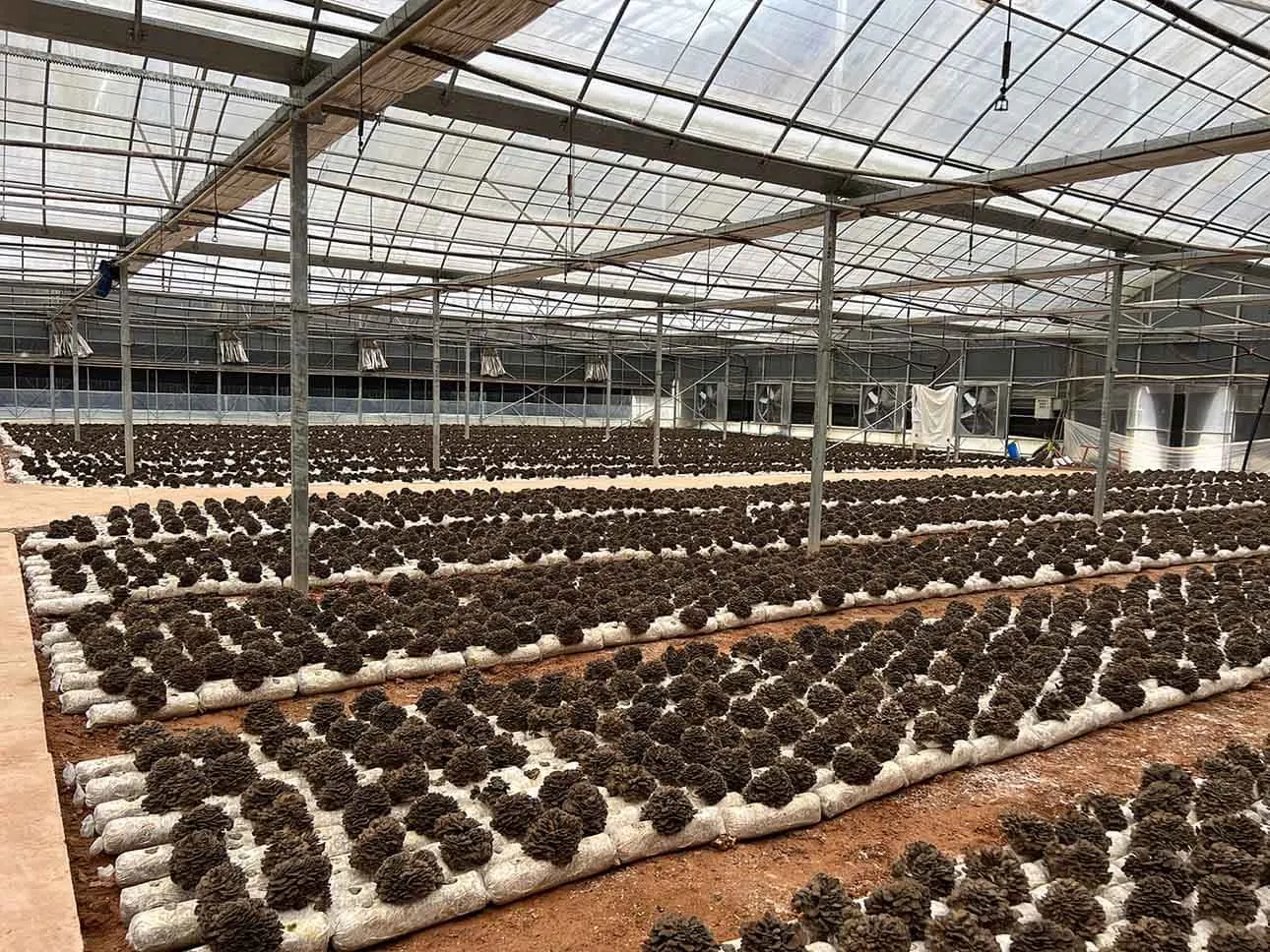 Certified Organic Mushroom Cultivation