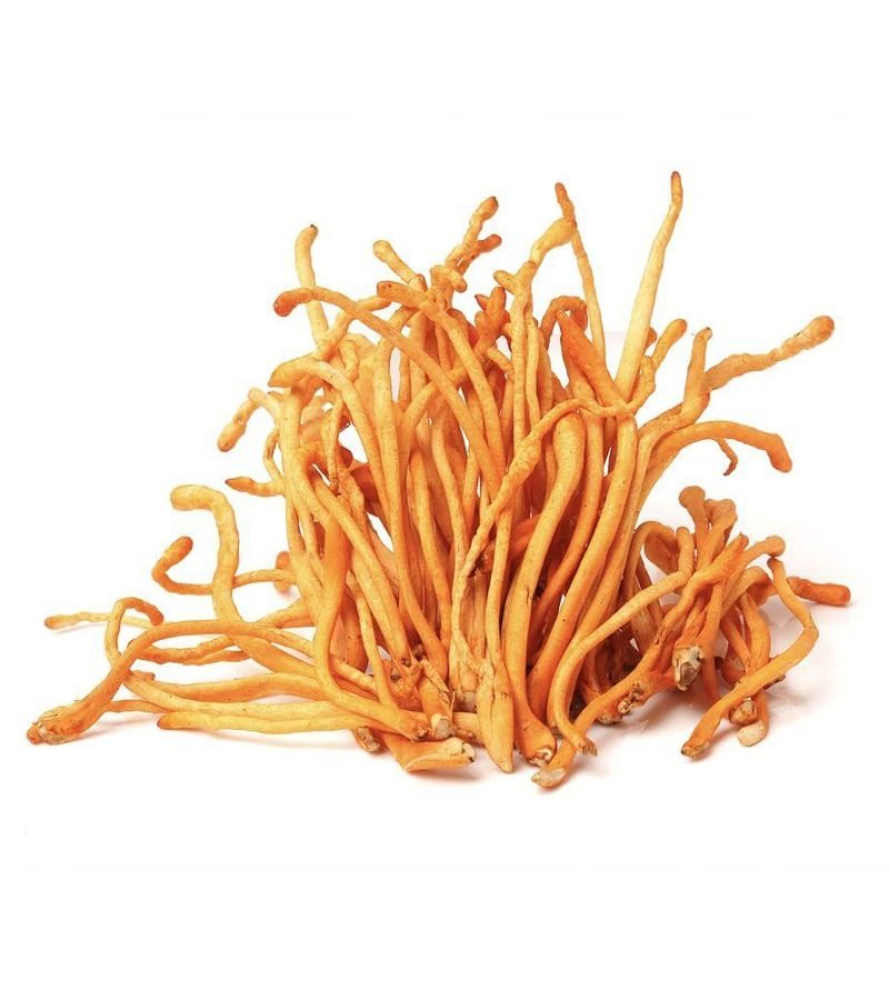 cordyceps militaris extract (1)