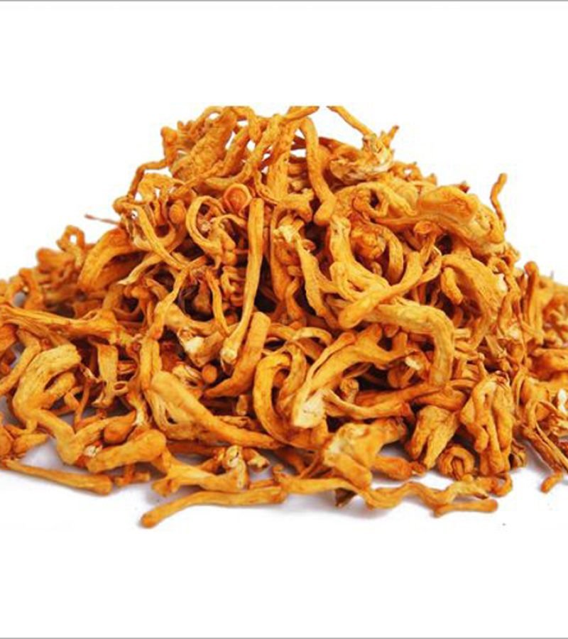cordyceps militaris extract (6)
