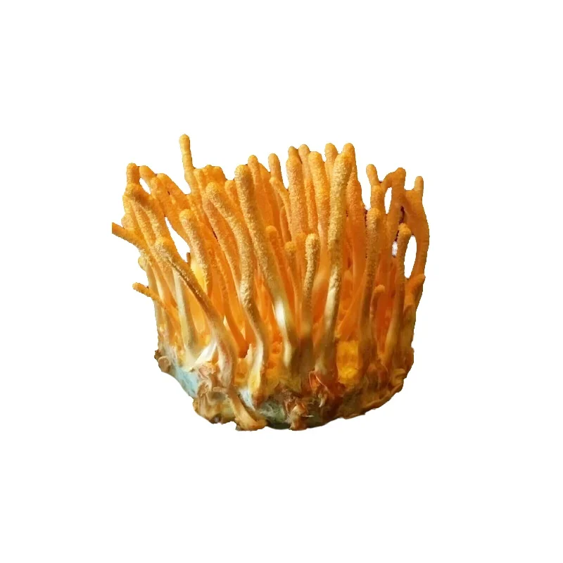 Cordyceps-Militaris-Mushroom