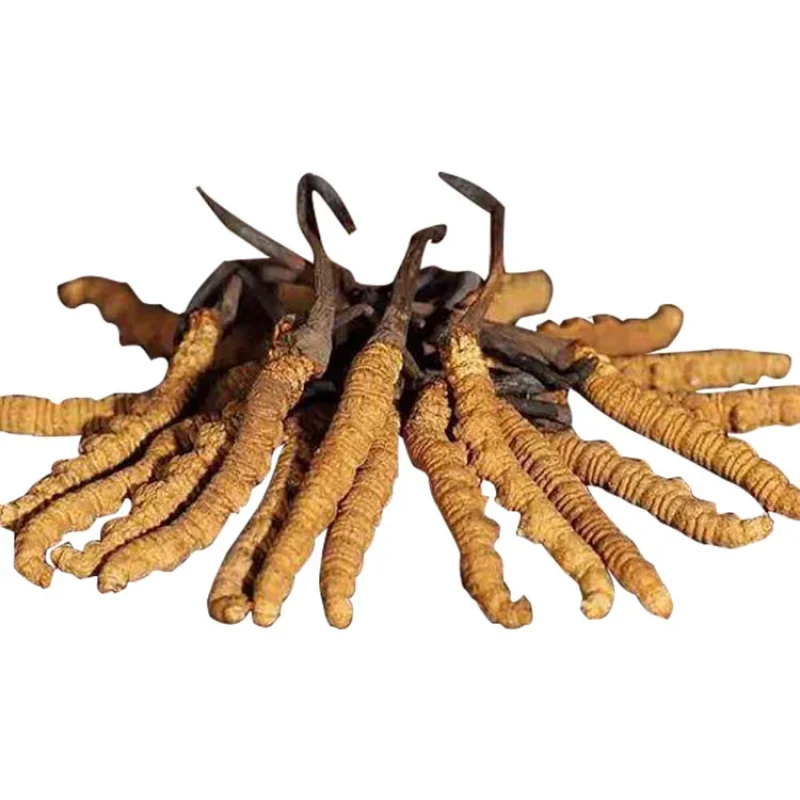 Cordyceps-Sinensis-Mycelium-Extract-1