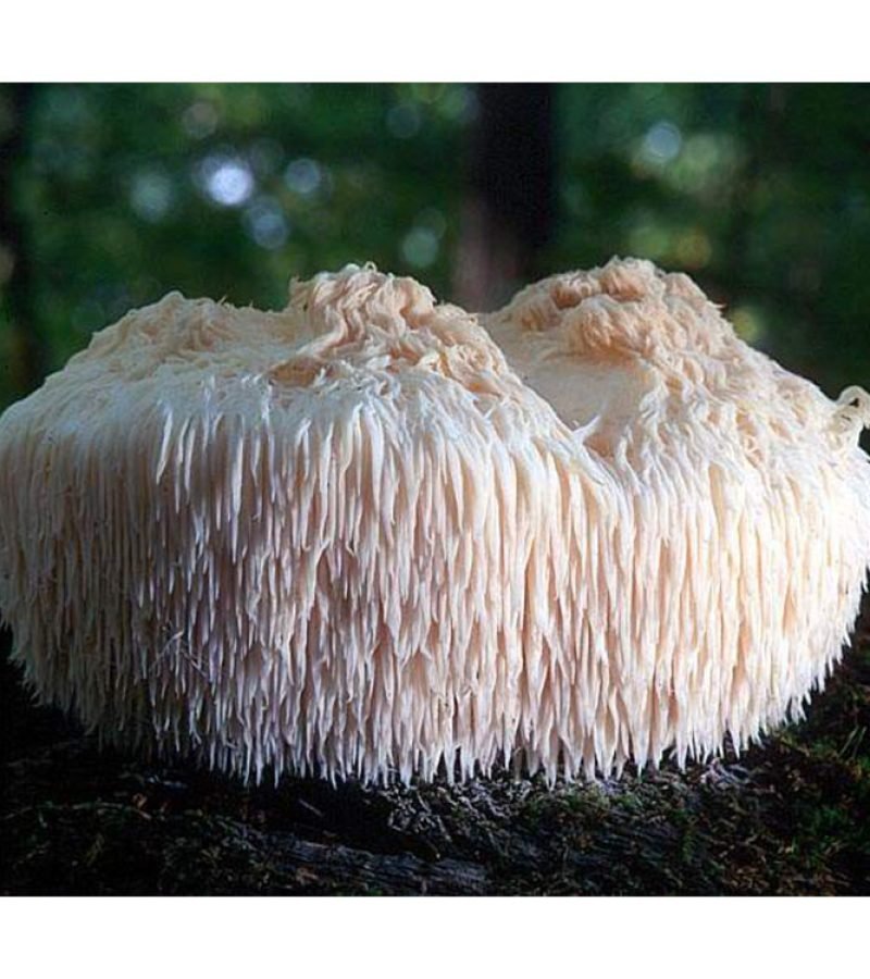 Lion's Mane Mushroom