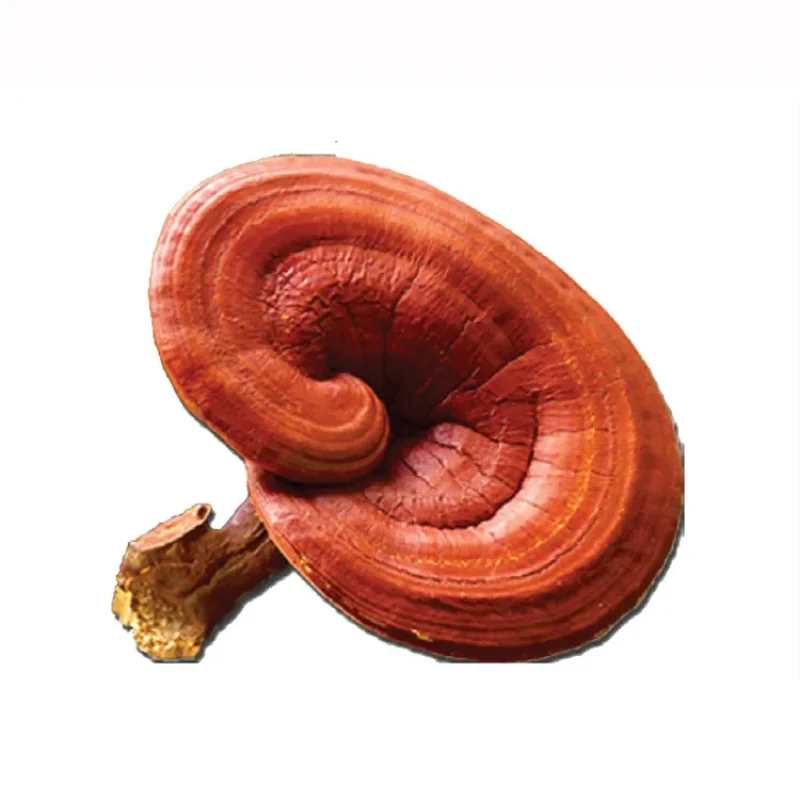 Reishi-Mushroom-1