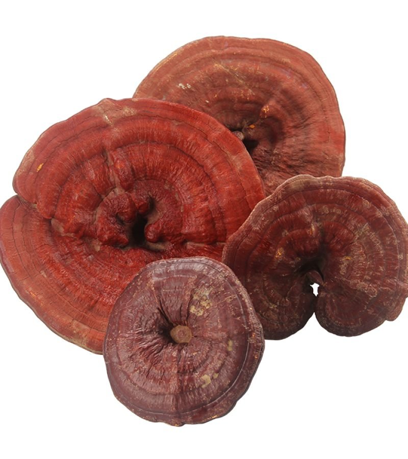 reishi mushroom extract powder