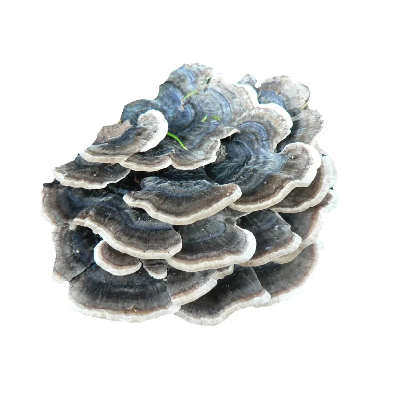 Turkey-Tail